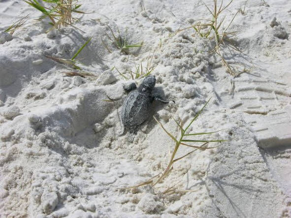 Kemp's Ridley hatchling